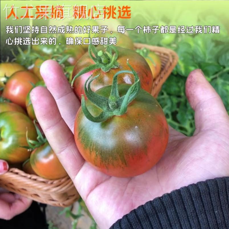 正宗丹东草莓柿子5斤西红柿新鲜碱地铁皮柿子自然熟生吃水果番茄