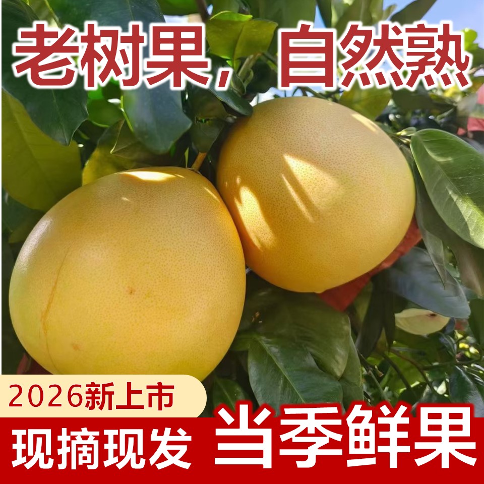 2026新上市老树果现摘自然熟柚