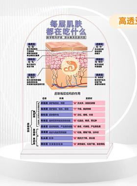 医美面部整形装饰品立牌每层肌肤吃什么亚克力美容院护肤品店摆件