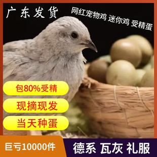 芦丁鸡受精蛋可孵化礼服瓦灰受精蛋 网红鸡受精卵迷你鸡孵化卵