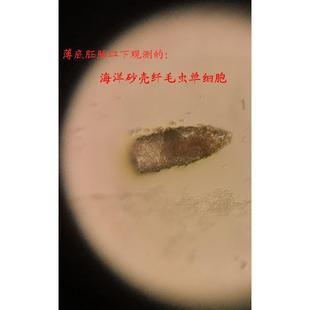 胚胎皿薄底高透 组织培养皿 深凹槽载玻片 胚胎计数观察皿 非压制