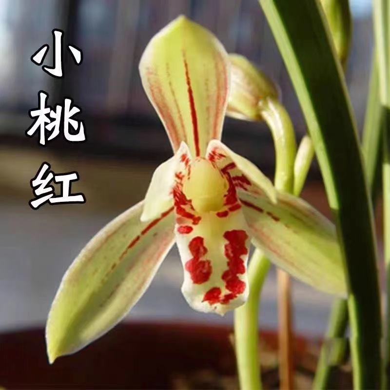 建兰四季兰浓香金边小桃红兰花苗夏秋开花花卉室内盆栽绿植