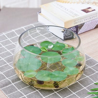 水培植物玻璃瓶透明器皿绿萝水培容器大号创意花瓶多功能水养花盆