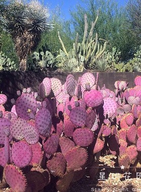 龙舌兰植物仙人球紫色圣丽塔仙人掌属耐寒耐热沙生花园花境植物