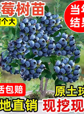 蓝莓树苗盆栽地栽果树苗花香L25蓝莓F6南北方庭院阳台种植