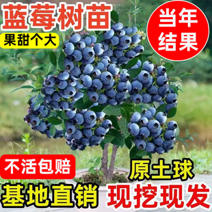 蓝莓树苗盆栽地栽果树苗花香L25蓝莓F6南北方庭院阳台种植