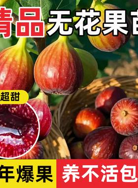 新品种特大早熟无花果树苗超甜耐寒盆栽地栽南方北方种植当年结果