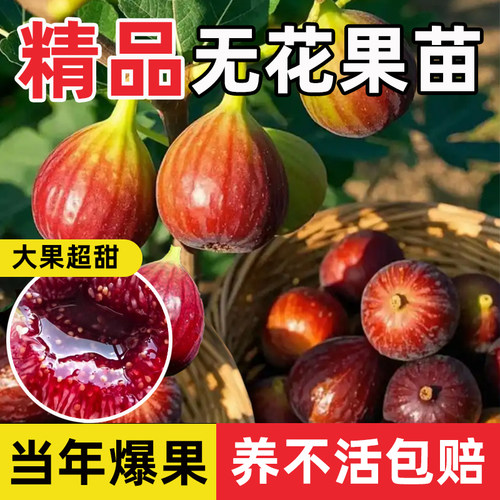 新品种特大早熟无花果树苗超甜耐