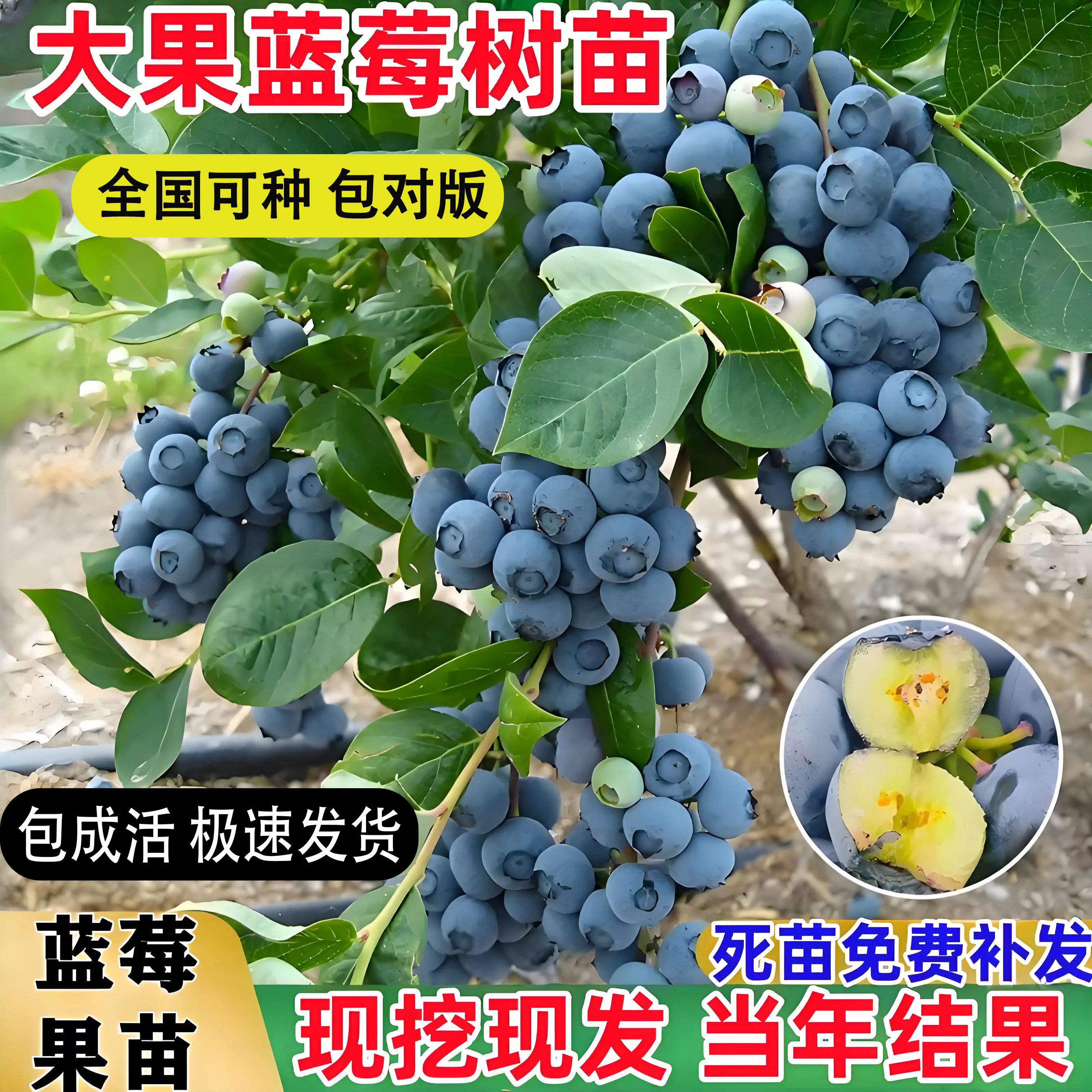 新品花香蓝莓树果苗蓝莓盆栽特大