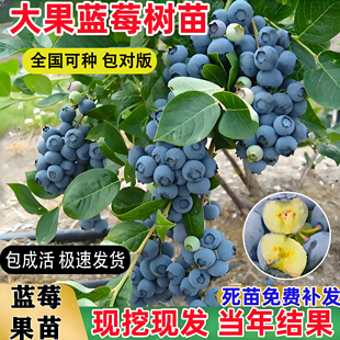 新品 花香蓝莓树果苗蓝莓盆栽特大号l25F6苗南北方阳台庭院种植