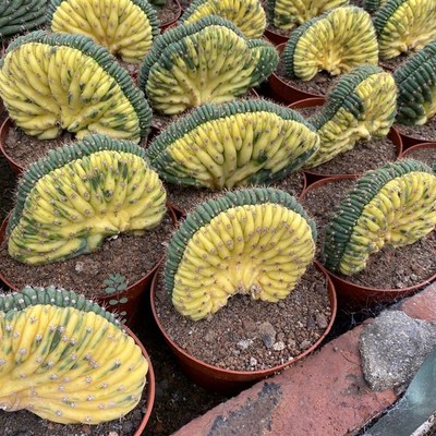 多闻柱缀化锦仙人球多肉植物办公桌面包邮好养阳台仙人球稀有精品