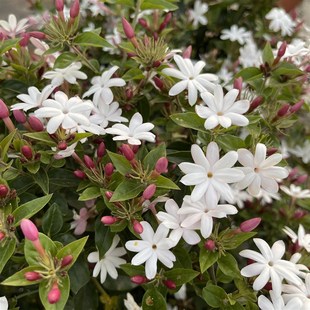 粉苞越南笔尖四季花茉莉盆栽粉茉莉冬茉莉颜值飘香耐寒养护