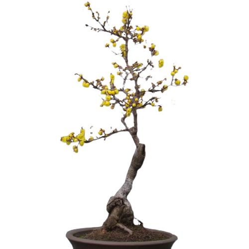 素心腊梅花树苗盆栽花卉 原生梅花盆景庭院阳台浓香型耐寒植物