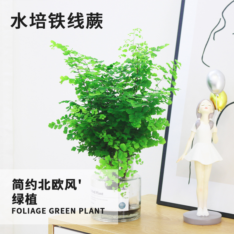 水培植物铁线蕨耐阴净化空气室内盆栽铁丝草客厅R花卉四季好养绿