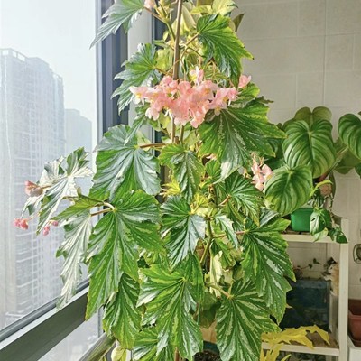 植物优选大盆乌头杂秋海棠 粉旗鱼 鳟鱼秋海棠