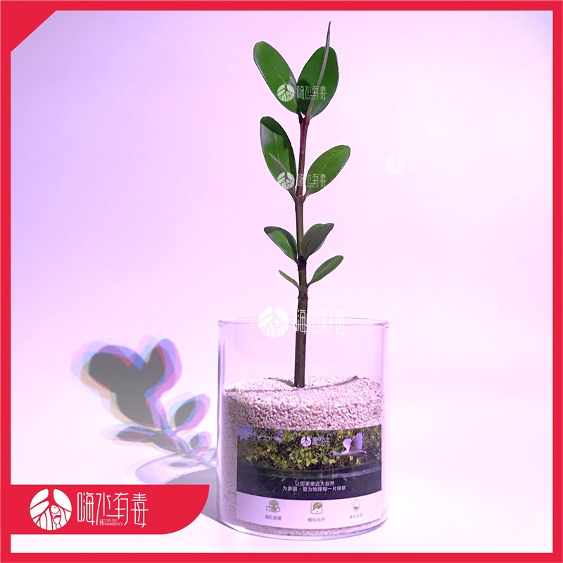 桐花树 红树苗 红树林 厚沙系统 海缸造景 海水植物 嗨水有毒