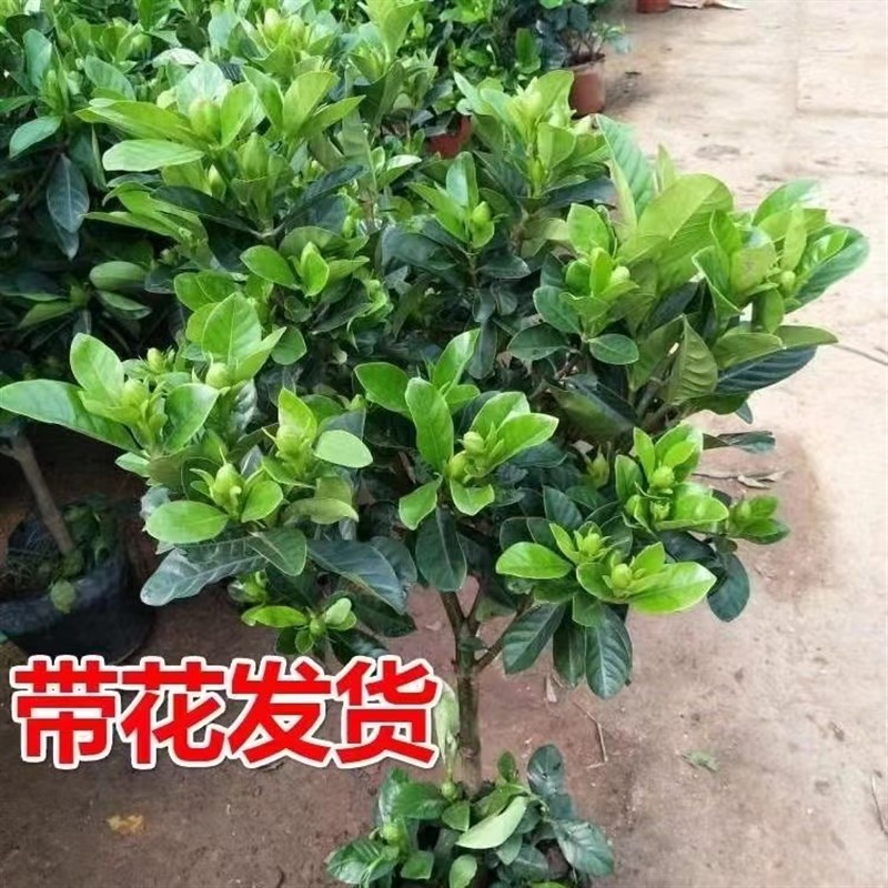 独杆栀子花苗大叶牡丹栀子花盆栽浓香型庭院阳台客厅带花苞栀子花