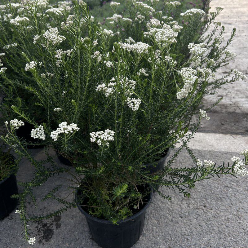 澳洲米花盆栽花苗阳台庭院花镜植物爆米花多年生灌木四季花卉