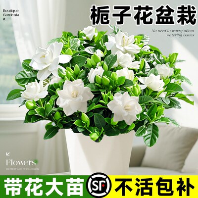 栀子花盆栽四季开花卉树苗带花苞浓香型大叶独杆枝枝花水培绿植物