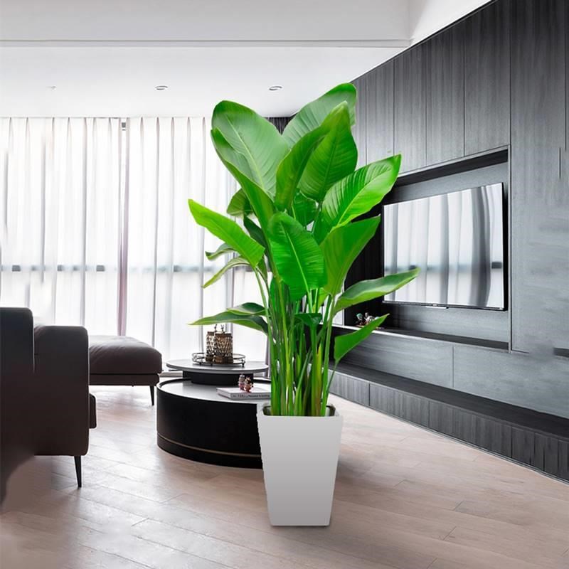 天堂鸟盆栽客厅室内好养大型花卉绿植办公室轻奢绿色植物鹤望兰
