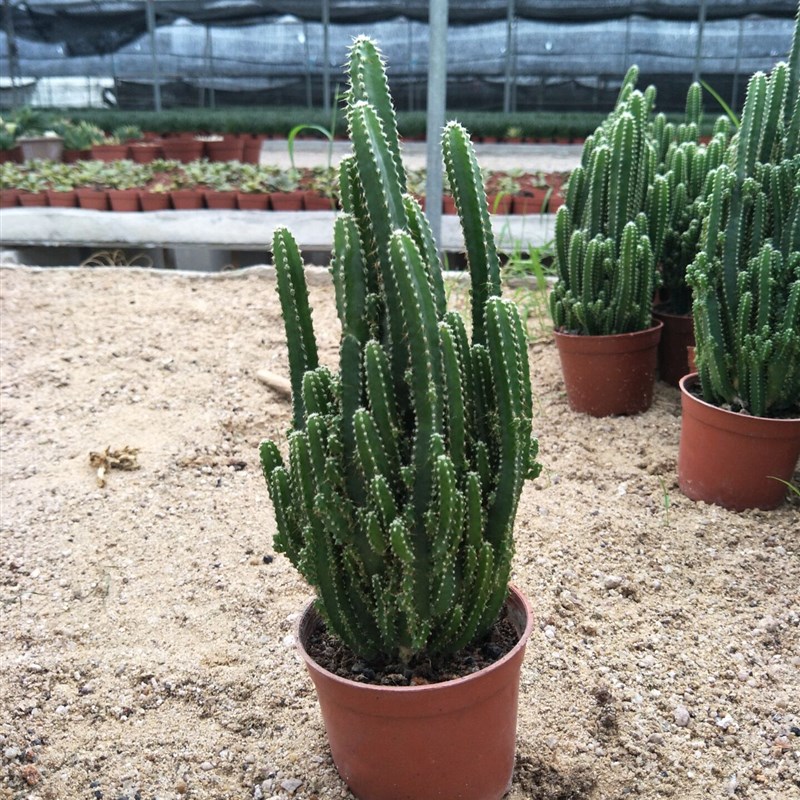 万重山多肉植物金手指仙人掌盆栽仙人柱超大群室内办公室桌面绿植