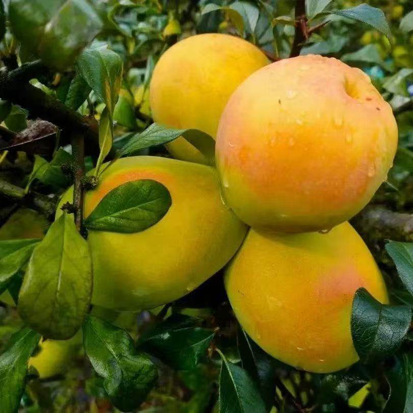 云南大理红花酸木瓜孕妇酸水果生吃泡酒专用木瓜酒黄木瓜鸡煮酸鱼,水产肉类/新鲜蔬果/熟食,木瓜,淘宝优惠券,粉丝福利购,淘宝优惠卷