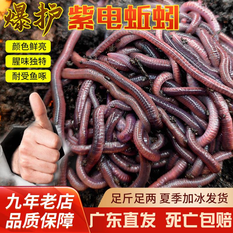 2025新款钓鱼饵料大全鲜活红大号蚯蚓腥蚯蚓钓鱼活饵钓黄鳝鲫鱼活
