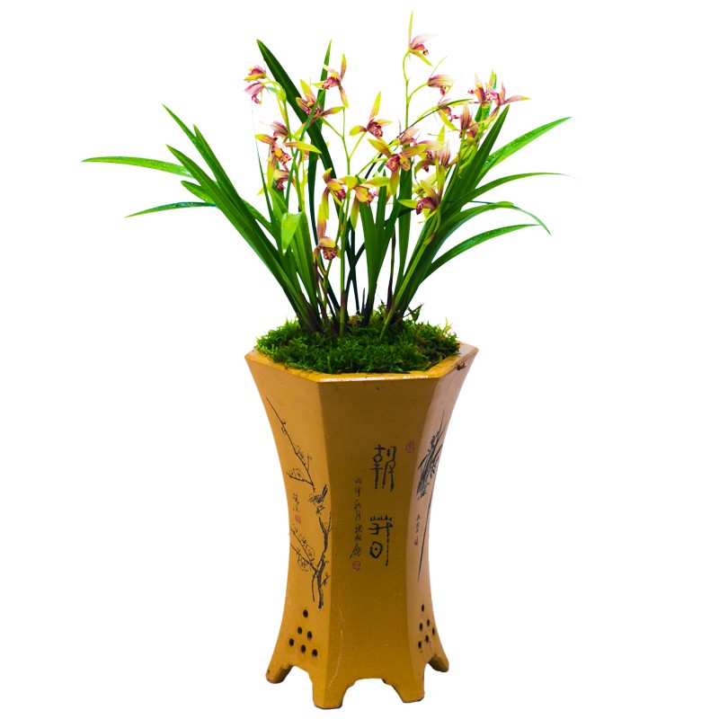 大众国兰建兰逸红娇 兰花盆栽植物名贵兰花苗带花苞浓香兰草花