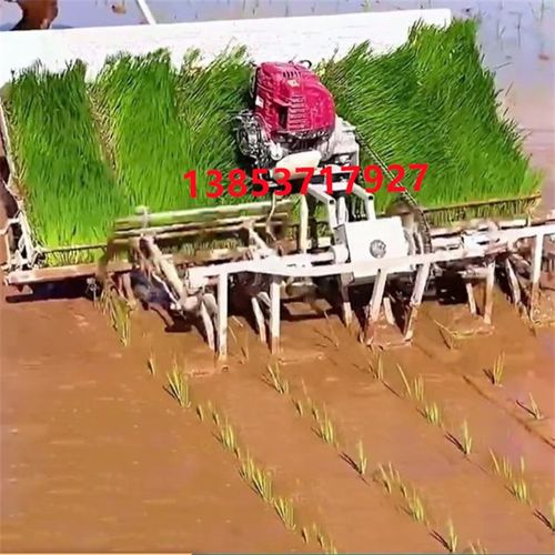 人工手动小型插秧机农用耕种机械 手推式水稻新式六行插禾机