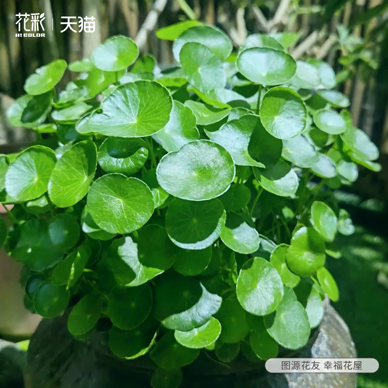 花彩铜钱草水培植物阳台办公室庭院水池鱼缸种植盆栽水培四季常绿