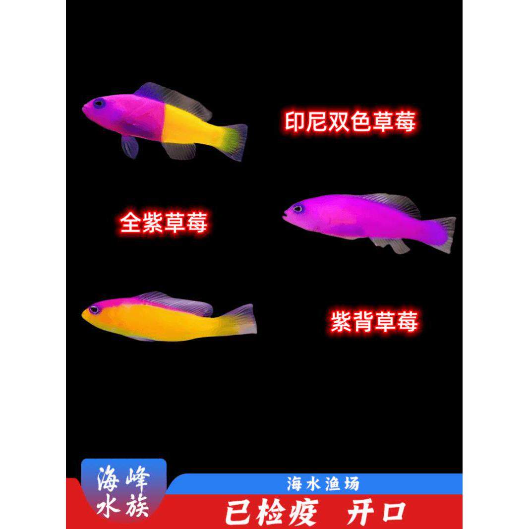 印尼双色草莓 紫草莓 紫背草莓虾虎 合集小丑鱼海水鱼活体观赏鱼