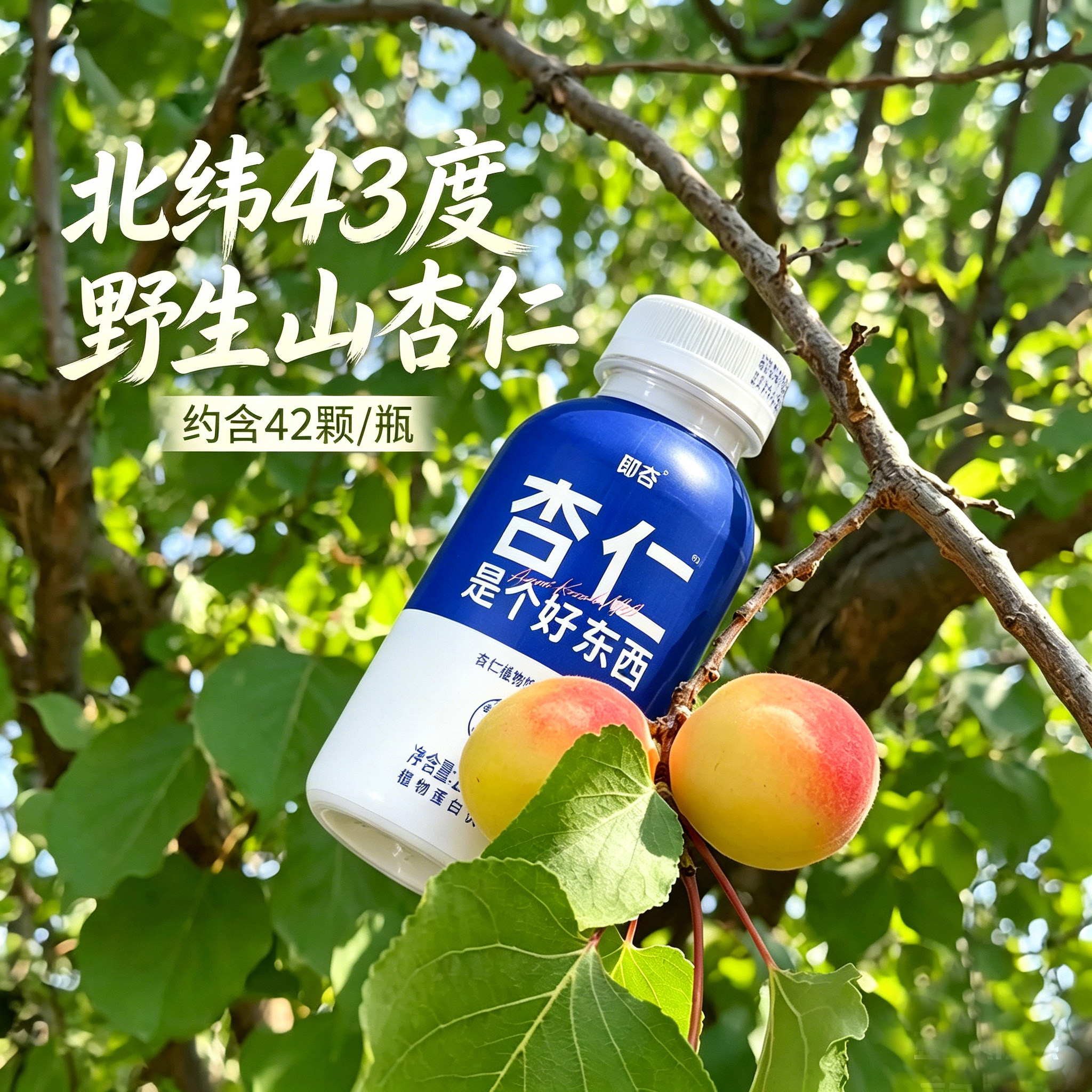 即杏无糖杏仁奶坚果蛋白奶图片