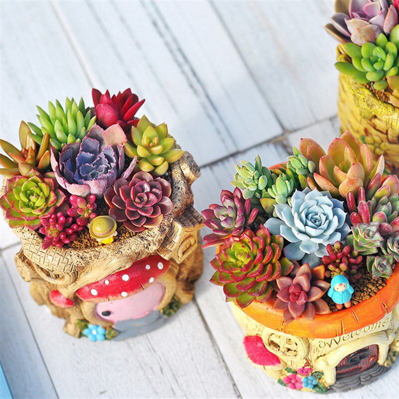 無土不生多肉成品组合盆栽创意绿植节日礼品多肉组合带盆种好发货