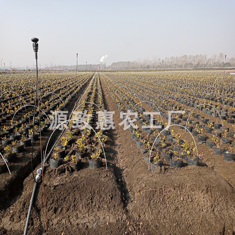 50根菜棚保温棚花棚农用小拱棚支架拱竿骨架玻璃钢纤维杆弹力棒