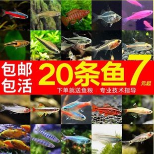 红绿灯鱼小型淡水灯科鱼观赏鱼宝莲灯鱼群游鱼大号斑