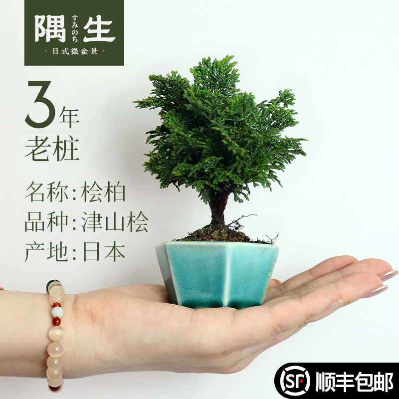 日本桧柏老树龄进口品种小盆栽