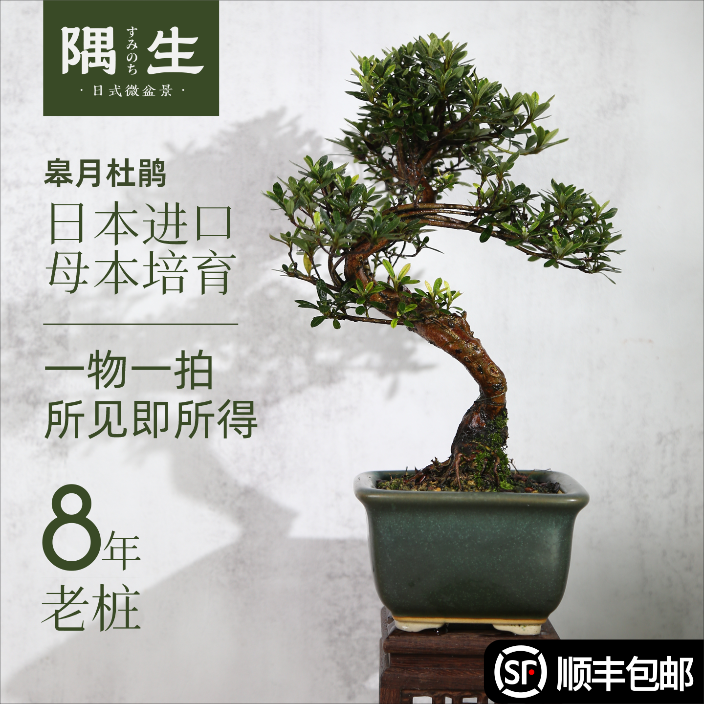 日本进口皋月杜鹃老桩掌上盆栽