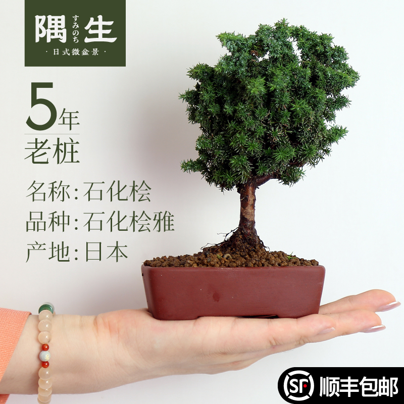 石化桧雅日本进口品种一物一拍