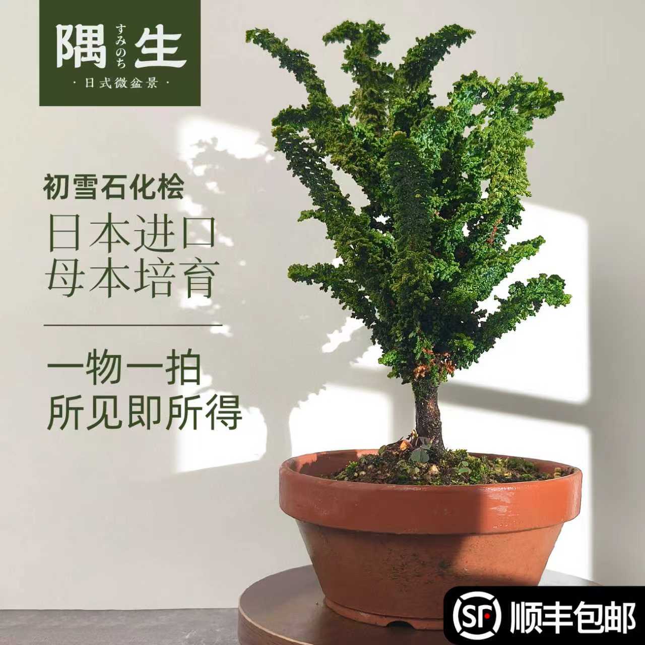 初雪石化桧盆景一物一拍