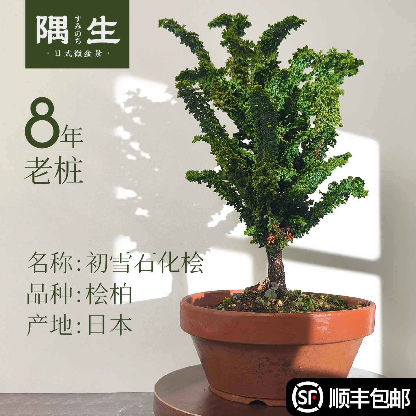 初雪石化桧盆景一物一拍