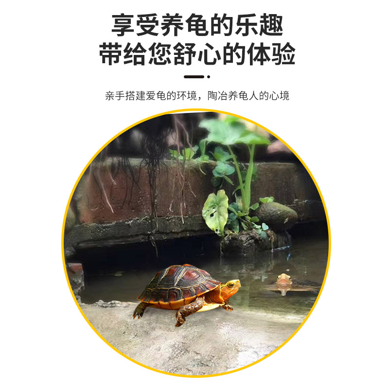 黄缘龟饲养箱安缘台缘闭壳半水龟专用生态造景植物环境养殖乌龟缸