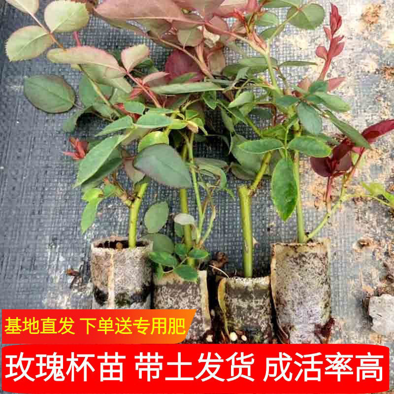 云南玫瑰花苗带土杯苗花卉四季开花室内外庭院易活浓香大花月季