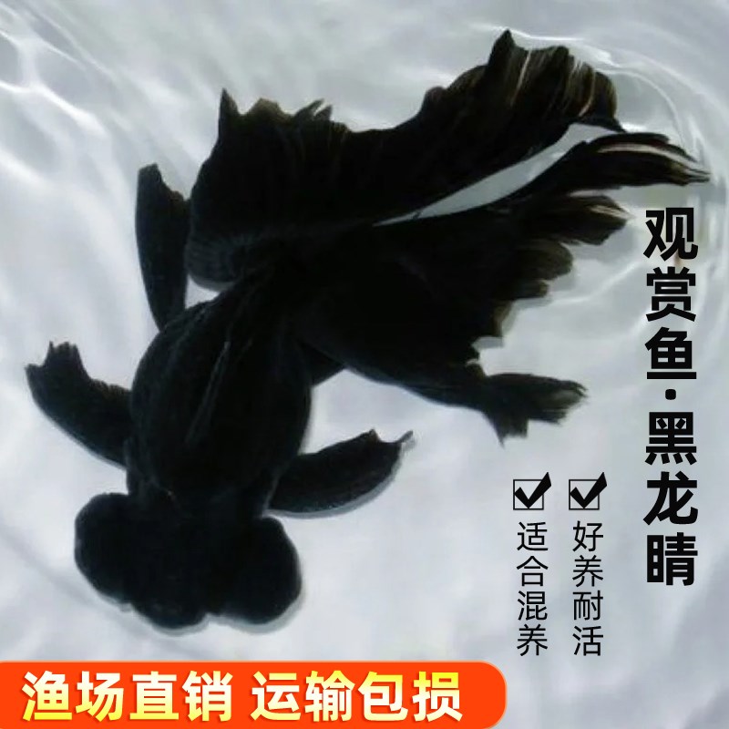 黑龙晴金鱼蝶尾金鱼鸿运当头大眼鱼黑金鱼好养耐活小型冷水观赏鱼