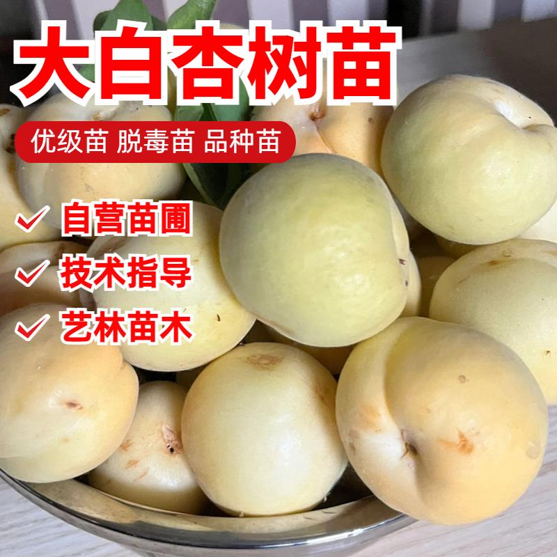 嫁接新疆大白杏树苗早熟甜核特大脆甜杏子苗庭院盆栽北方南方种植