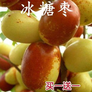 新品种冰糖脆枣树苗南北方种植冰糖脆枣苗当年结果包邮超甜枣树苗