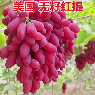 葡萄树苗美国无籽红提子树苗庭院爬藤南北方种植盆栽地栽当年结果