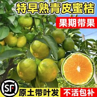 桔子树苗金秋砂糖橘树苗青桔蜜桔盆栽橘子树带果南北方种植柑橘苗