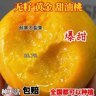 嫁接特大超甜桃树苗新品种