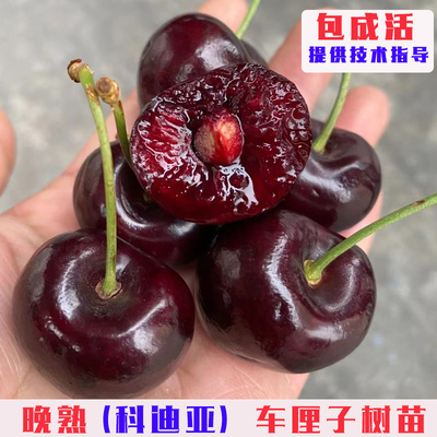 科迪亚车厘子树苗嫁接晚熟