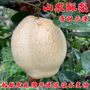 新品种晚熟梨树果苗山东山农酥梨树苗特大盆栽地栽梨苗南北方种植